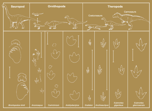 Dinosaur Footprints