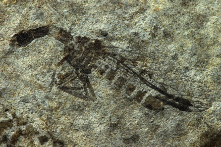 Raphidioptera (snakefly)