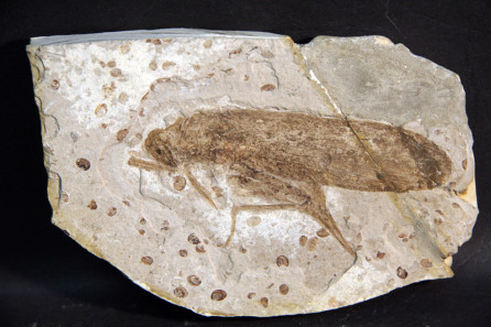 Cicadellids (leafhopper)