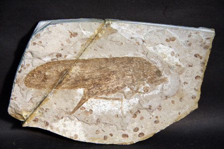 Cicadellids (leafhopper)