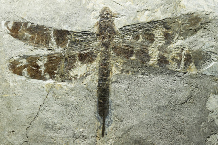 Sinaeschnidia cancellosa Ren (dragonfly)
