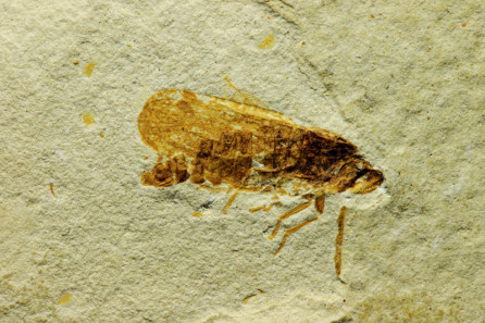 Cicadellids (leafhopper)