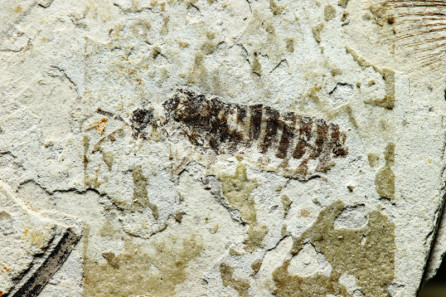 Echinosomatid (earwig)