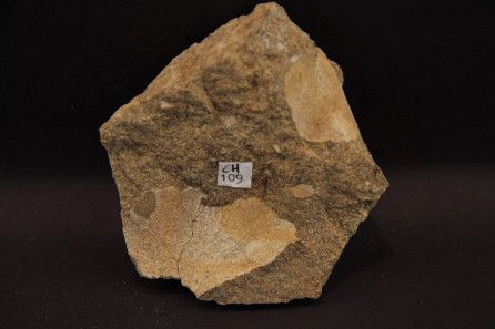 Hausmannia shebudaiensis Zhang et Zheng
