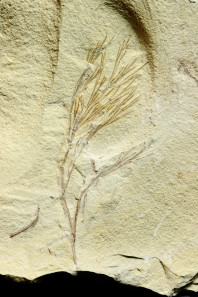 Ruffordia sp.