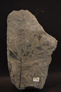 Ginkgo yimaensis Zhou et Zhang