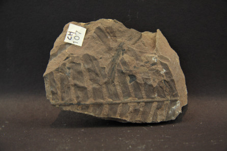 Pterophyllum cf. angustum (Braun) Gothan