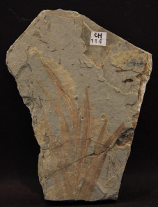 Podozamites sp.