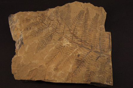 Cladophlebis