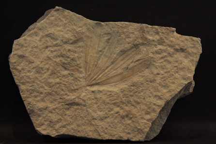 Ginkoites