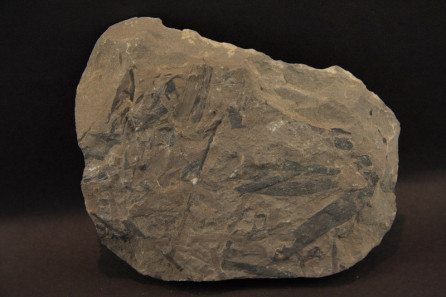 Elatocladus