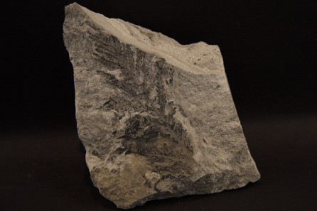 Coniopteris