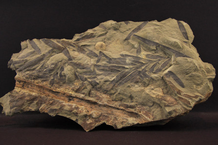 Podozamites sp.