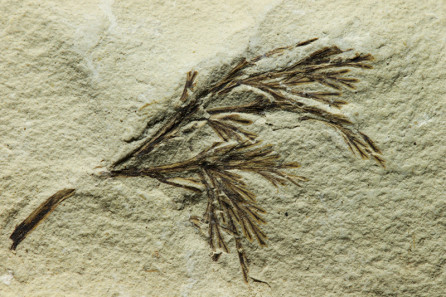 Botrychites