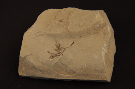 Botrychites