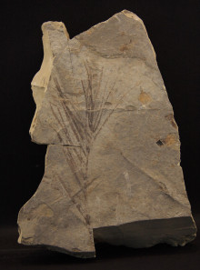 Liaoningocladus