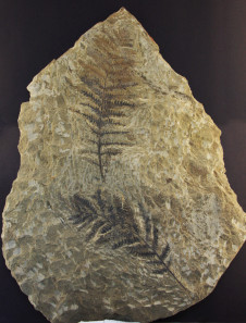 Cladophlebis