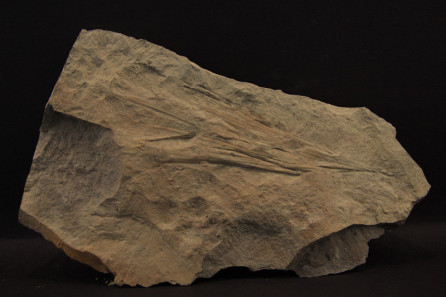 Phoenicopsis