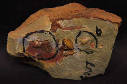Fasciculodonta impressa Fang & Cope