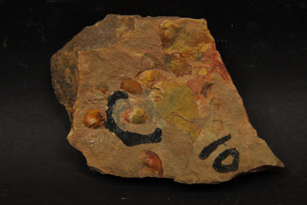 Yunnanoredonia laevis Fang & Cope