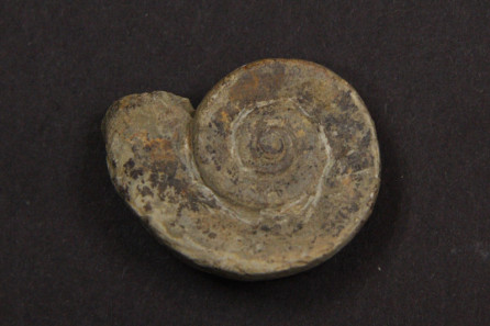 Ecculiomphalus
