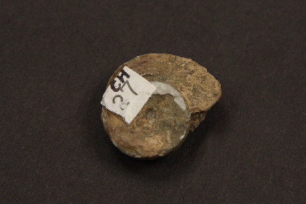 Ecculiomphalus abendenoni (Frech)