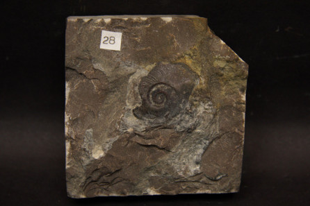 Pararaphistoma qualteriatum aequilterum
