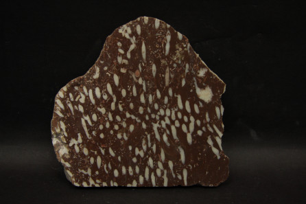 Rugose Corals