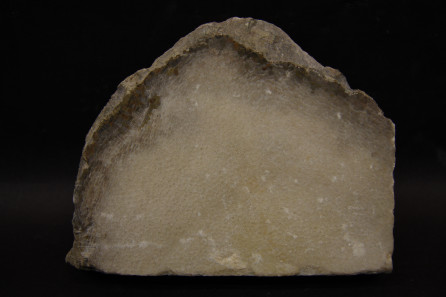 Favosites