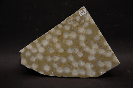 Rugose Corals