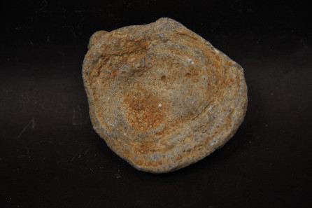 Heliolites