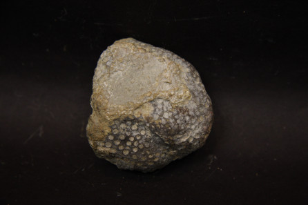 Heliolites