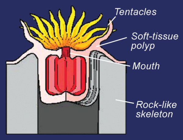 Silurian Coral Reefs