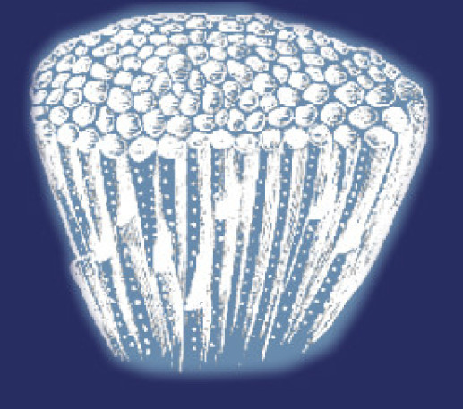 Favosites
