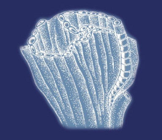 Halysites