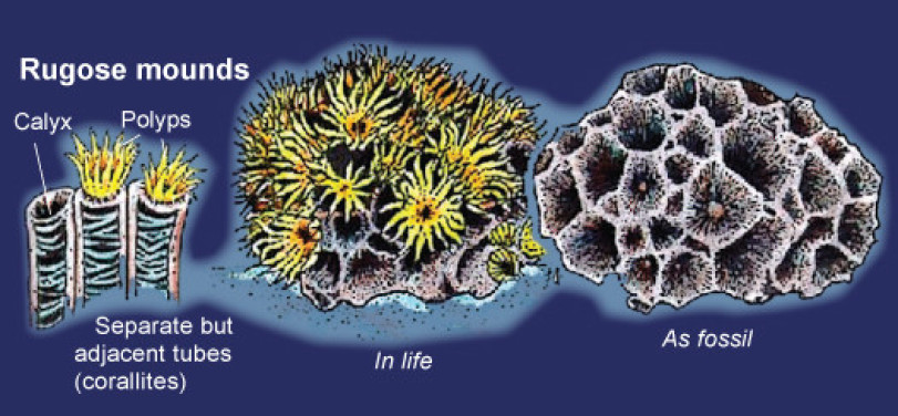 Rugose Corals
