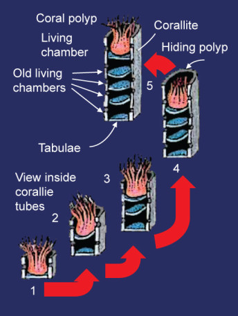 Tabulate Corals